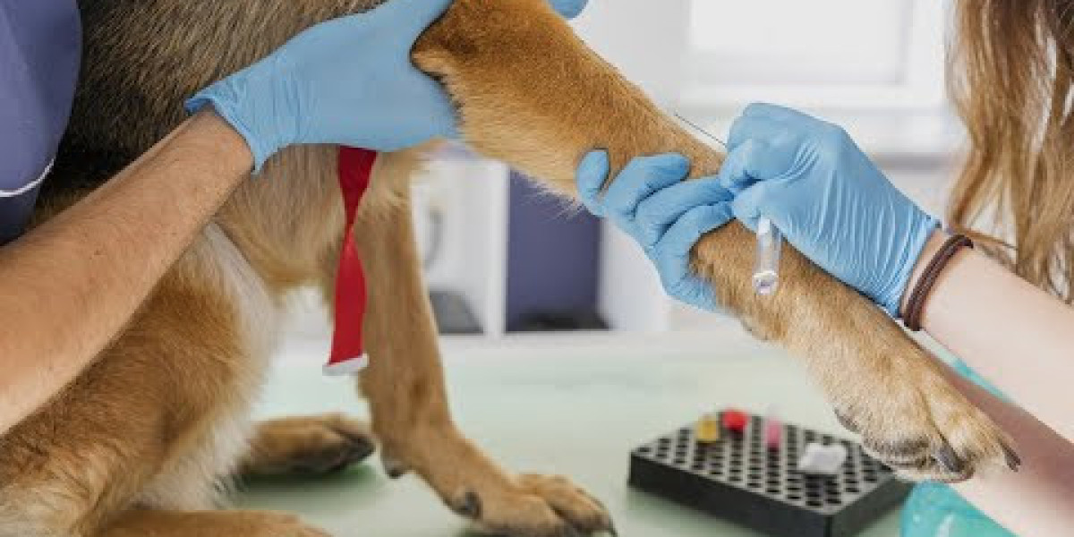 Os Melhores Locais para Encontrar Especialistas em Endocrinologia Veterinária