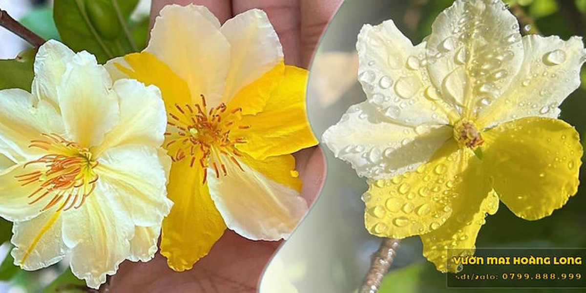 Đất trồng mai vàng